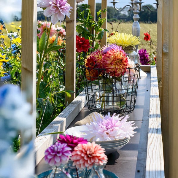 Bloomique - 3er-Mix - Dahlien-Teller-Mix - Farbmix - Blumenzwiebeln - Staude - Sommerblüte - Herbstblüte - Wächst bis zu 90-100 cm