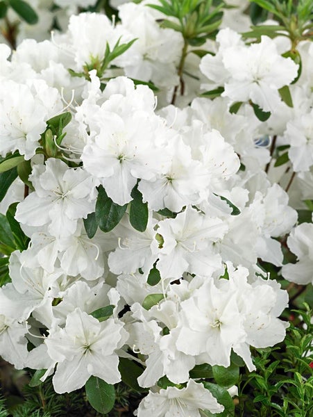 Rhododendron obtusum 'Palestrina', weiß, 20–25 cm