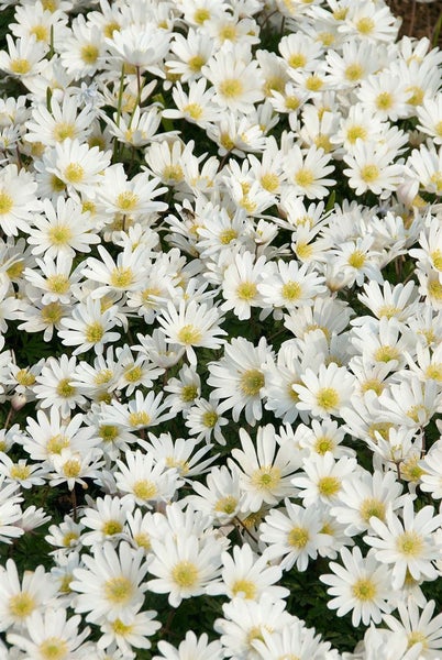 Feld von Buschwindröschen mit weißen Blüten