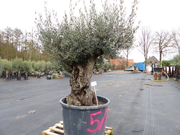 genau diesen Baum Nr. 5/F, 250 cm, Olivenbaum, knorrige alte urige Olive winterhart
