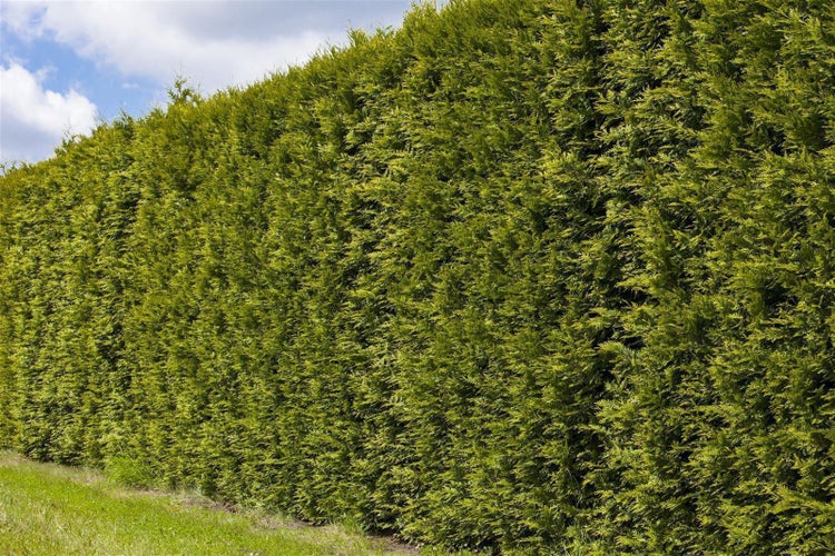 Thuja occidentalis 'Smaragd', Lebensbaum, immergrün, 80–100 cm