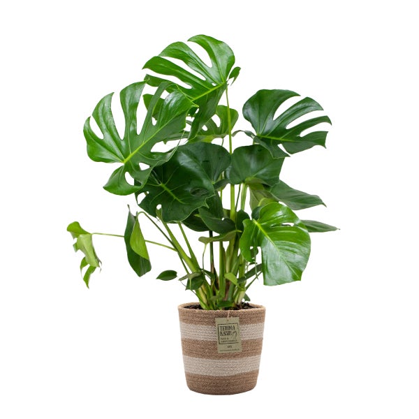 Monstera Deliciosa inkl. Jutekorb - Zimmerpflanze - Desodorierend - ⌀21 cm - ↕70-80 cm