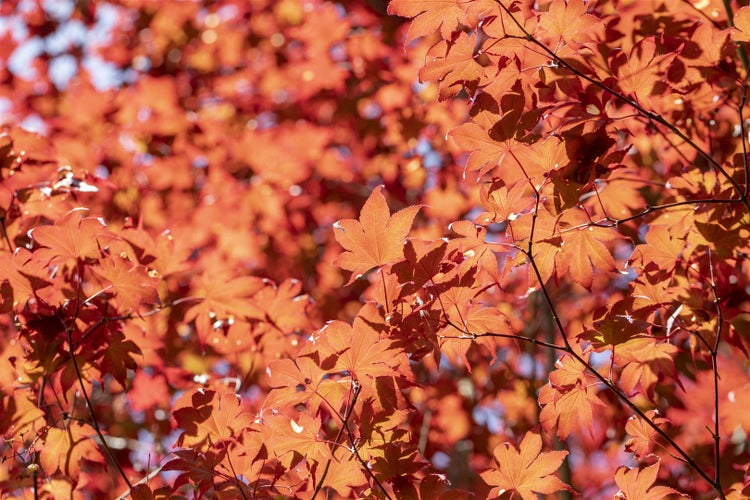 Acer palmatum 'Fireglow', Japanischer Ahorn, rot, 60–80 cm