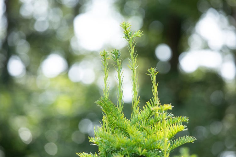 Taxus baccata 'Fastigiata', Säuleneibe, immergrün, 140–160 cm