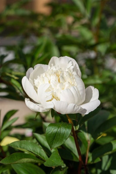 Nahaufnahme einer weißen Pfingstrose im Garten