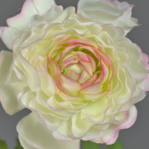 Künstliche Ranunkel mit cremefarbenen Blütenblättern und rosa Rändern aus Textilmaterial.