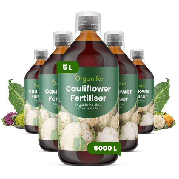 Fünf Flaschen Organifer Bio Blumenkohl-Dünger Konzentrat, jeweils 5 Liter für bis zu 5000 Liter.
