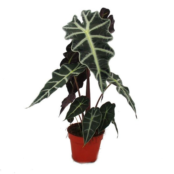 Pfeilblatt - Alocasia sanderiana - Tropenwurz - Alokasie