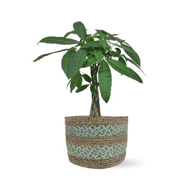Glückskastanie No.17 - trendige Zimmer Palme - Seegras aqua ø 23cm| - Höhe 60cm
