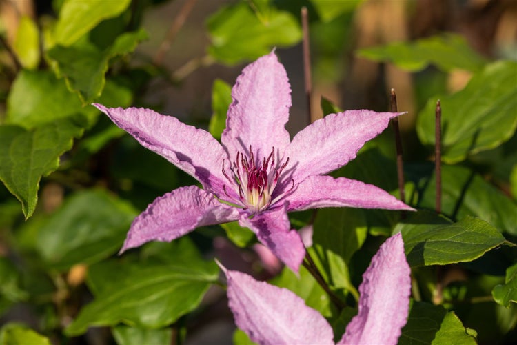Clematis Hybride 'Hagley Hybrid', Waldrebe, rosa Blüten, 100–150 cm