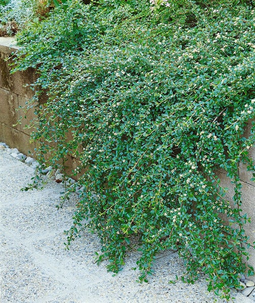 Im Bild ist eine kriechende Zwergmispel mit kleinen Blättern und weißen Blüten vor einer Mauer zu sehen.