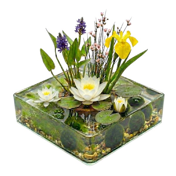 Miniteich in quadratischer Glasschale mit Seerosen, Wasserpflanzen und Schwertlilie.