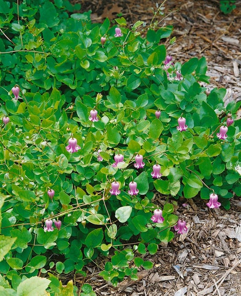 Clematis heracleifolia, Duft-Waldrebe, blau, 60–100 cm