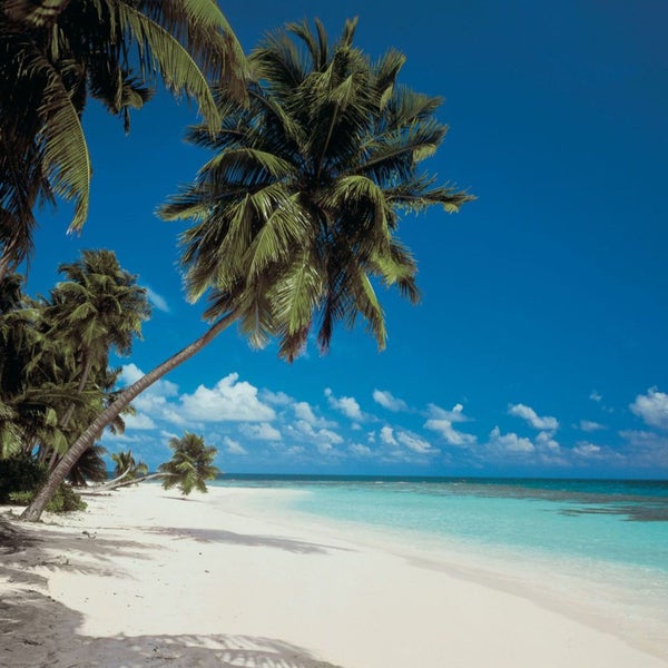 Tropischer Strand mit Palmen und türkisblauem Meer.