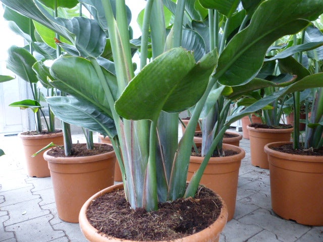 Strelitzia Strelitzie weiß Augusta 140 - 160 cm, Paradiesvogelblume Premiumqualität