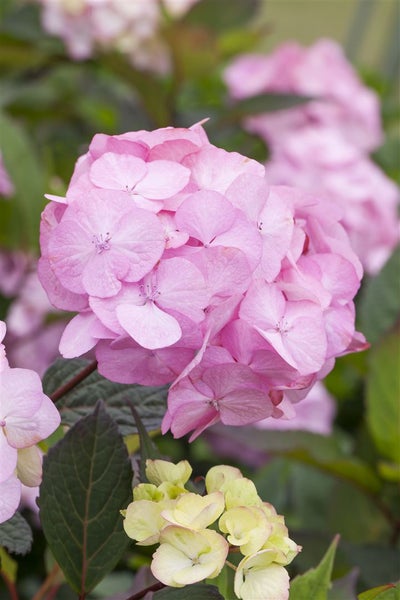 Hydrangea serrata 'Preziosa', Hortensie, rosa-rot, 40–60 cm