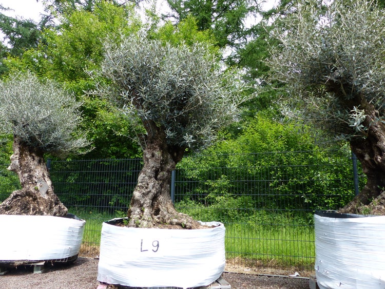 genau dieser Baum L9 Olivenbaum 230 cm, knorrige alte urige Olive winterhart
