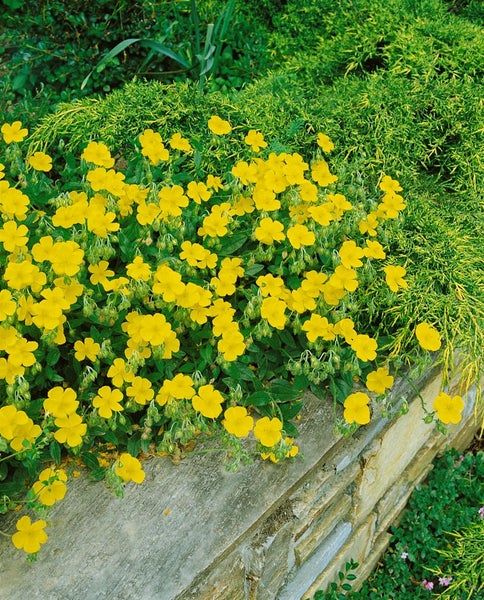 Gelbe Blühpflanzen auf einer Steinmauer