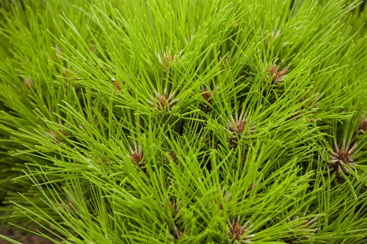 Pinus nigra 'Marie Bregeon', Schwarz-Kiefer, 20–25 cm