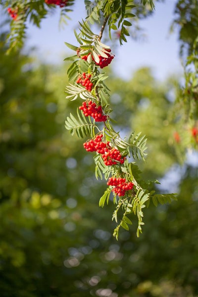 Sorbus aucuparia, Vogelbeere, 60–100 cm, robust und winterhart