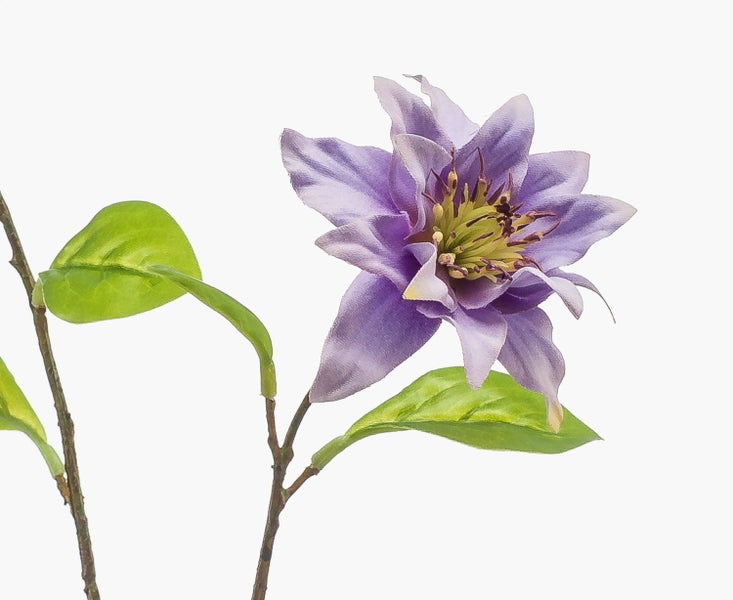 Nahaufnahme von dünnen braunen Ästen mit grünen Blättern.