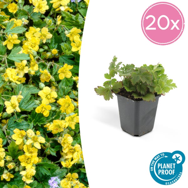 Immergrüner Bodendecker - Golderdbeere - Waldsteinia ternata - 9cm Topf - Set mit 20 Pflanzen
