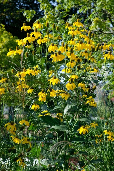 Rudbeckia maxima, Riesen-Sonnenhut, gelb, ca. 9x9 cm Topf