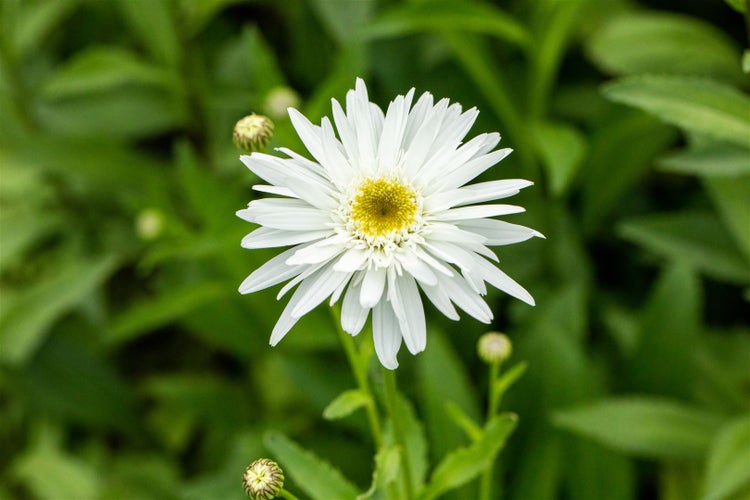 Leucanthemum x superbum 'Wirral Supreme', Margerite, weiß, ca. 9x9 cm Topf