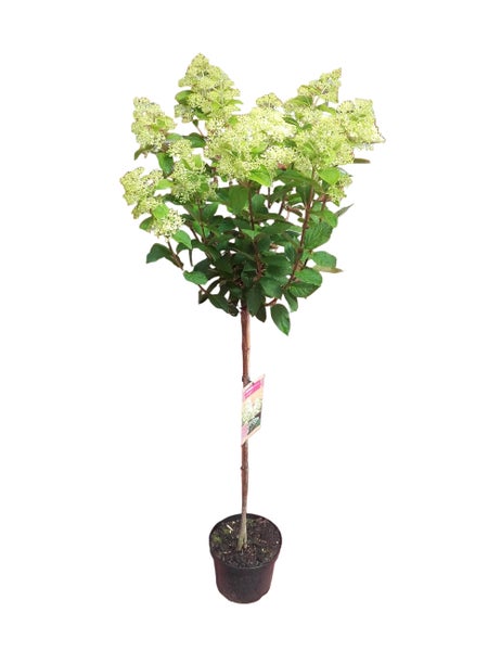 Rispenhortensie als Hochstamm im Kunststofftopf mit grünen Blättern und Blütenrispen