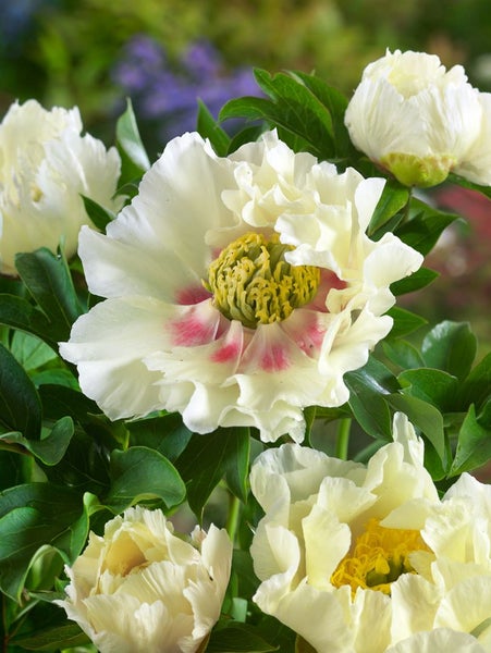 Paeonia 'Shinning Light', Pfingstrose, leuchtend rot, 5-7,5 L Container