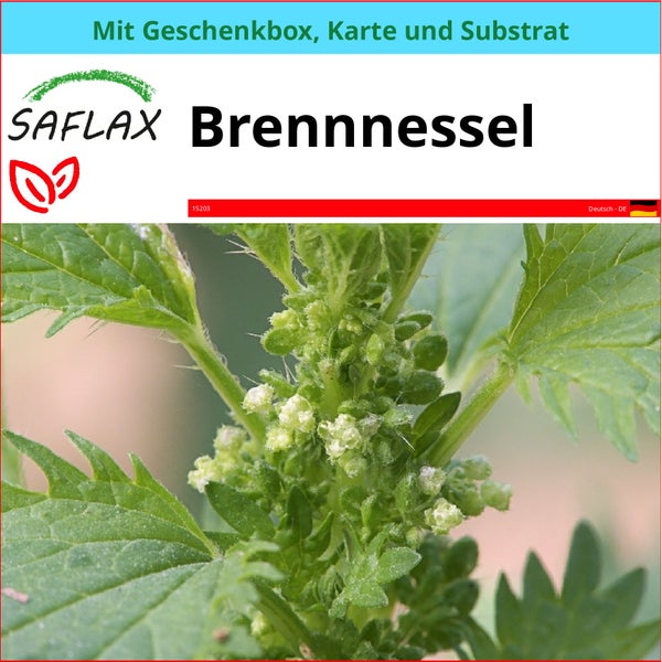 SAFLAX Geschenk Set - Brennnessel - Urtica urens - 150 Samen - Mit Geschenkbox, Versandaufkleber, Geschenkkarte und Anzuchtsubstrat