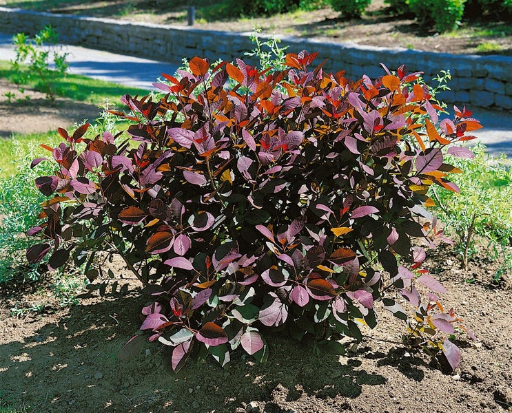 Perückenstrauch im Gartenbeet