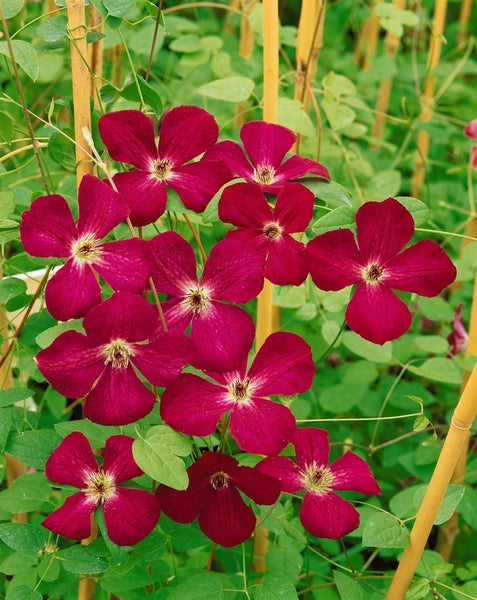 Clematis viticella 'Royal Velours', Waldrebe, samtrot, 40–60 cm