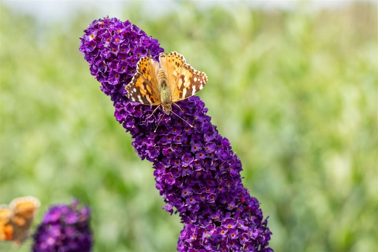 Buddleja davidii 'Black Knight', Schmetterlingsflieder, dunkelviolett, 40–60 cm