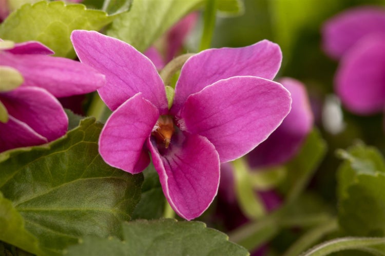 Viola odorata 'Red Charm', Duftveilchen, rot, ca. 9x9 cm Topf