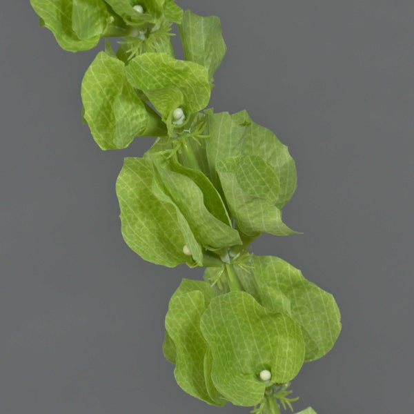 Nahaufnahme einer künstlichen Pflanze mit grünen, spitz zulaufenden Blättern und einem stabilen Stängel.