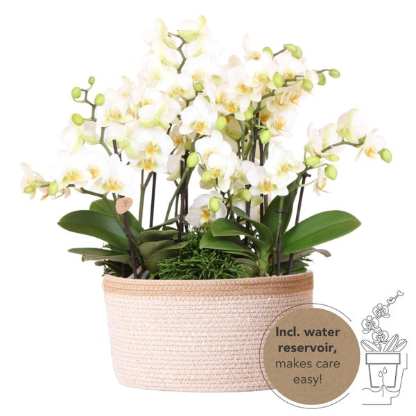 Kolibri Orchids weißes Pflanzenset im Baumwollkorb inkl. Wassertank drei weiße Orchideen Lausanne 9cm und drei Grünpflanzen Rhipsalis Dschungelstrauß weiß mit autarkem Wassertank