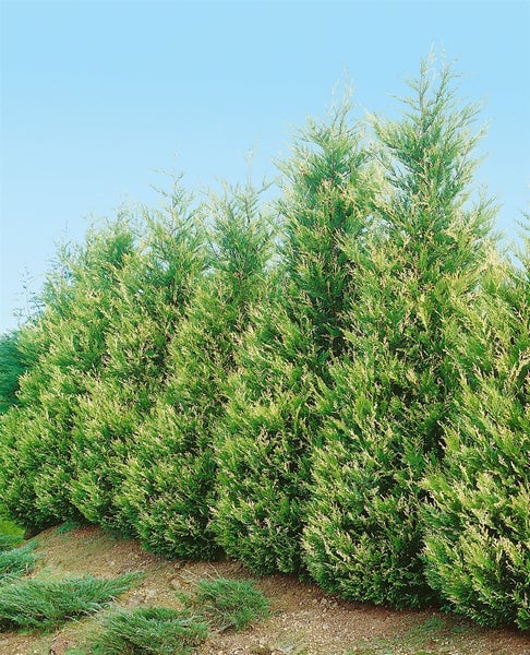 Reihe von Leyland-Zypressen als Hecke im Garten