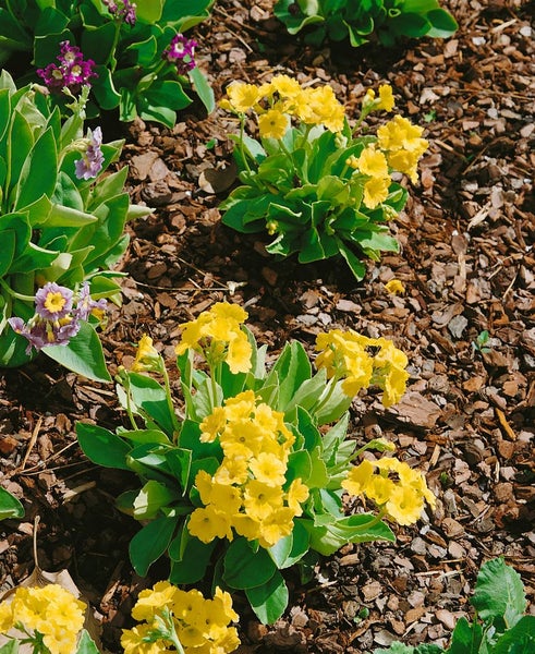 Primula x pubescens, Aurikel, ca. 9x9 cm Topf, mehrfarbig