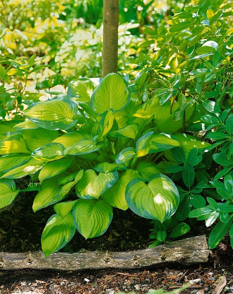 Hosta x fortunei 'Gold Standard', Funkie, gelb-grün, ca. 11x11 cm Topf