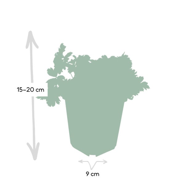 Immergrüner Bodendecker - Golderdbeere - Waldsteinia ternata - 9cm Topf - Set mit 6 Pflanzen