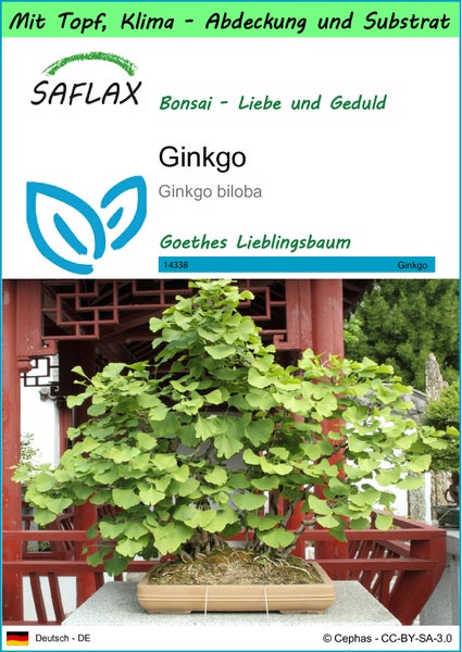 SAFLAX Garden to go - Ginkgo - Ginkgo biloba - 4 Samen - Mit Topf, Klima - Deckel und Anzuchtsubstrat