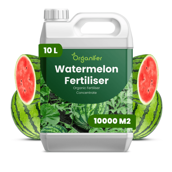 Organifer Wassermelonendünger, organisches Düngerkonzentrat, 10 Liter Kanister für bis zu 10000 Quadratmeter.