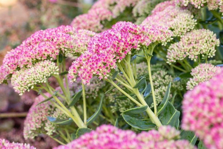 Sedum spectabile 'Brillant', Fetthenne, rosa Blüten, ca. 9x9 cm Topf