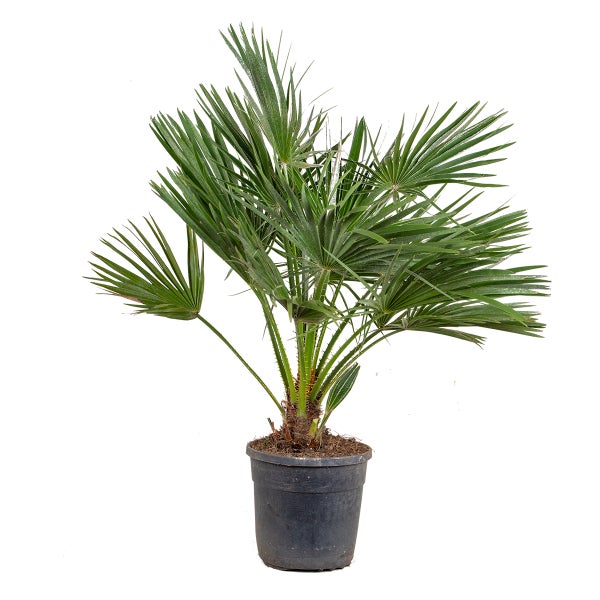 Chamaerops Humilis - Europäische Zwergpalme - Palme - Winterhart - ⌀24 cm - ↕80-90 cm