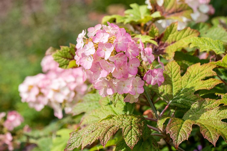 Blütenstand einer Hortensie mit rosa Blüten und grünen Blättern