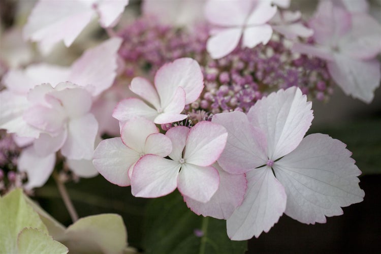 Nahaufnahme von Hortensienblüten