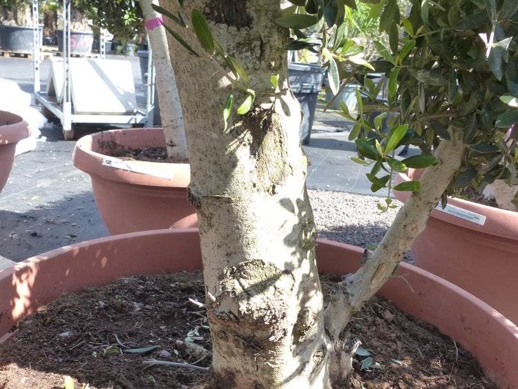 Bonsai Kugel Olivenbaum 140 - 170 cm knorrige urige Olive winterhart Olea Europaea Ölbaum