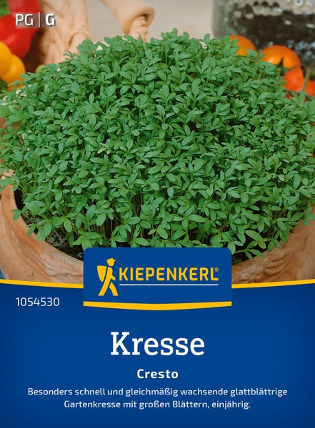 Saatgut Kiepenkerl Kresse Cresto in einer Tonschale mit frisch gewachsenen Blättern