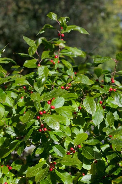 Winterbeere mit Blättern und roten Beeren